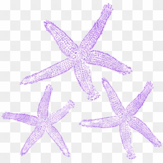 Banner Free Starfish Clip Art At Clker - Starfish Purple Png, Transparent Png