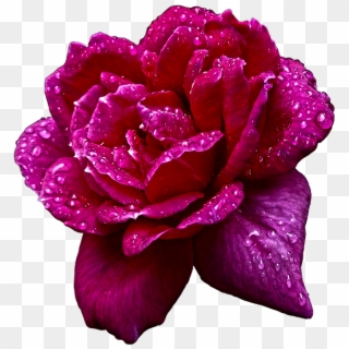 Nature, Flower, Rosa, Garden, Drops, Water - Hybrid Tea Rose, HD Png Download