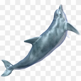 Whale Png - Transparent Dolphin, Png Download