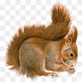 Animals - Squirrel Png Gif, Transparent Png