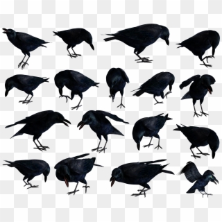 Raven Png - American Crow, Transparent Png