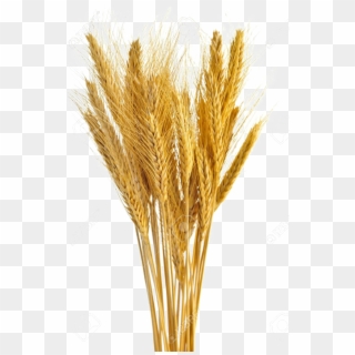 Wheat Vector Free Transparent - Wheat Transparent, HD Png Download
