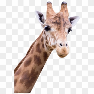 Download Giraffe Png Transparent Image - Amine Good For You, Png Download