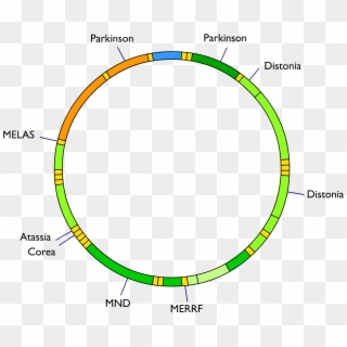 Mitochondrial Dna And Diseases - Mitochondrial Dna Diagram, HD Png Download