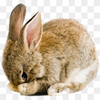 Easter Rabbit Png Pic - Easter Bunny Transparent Background, Png Download