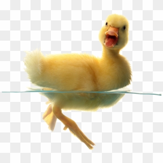 Small Duck Png - Baby Duckling American Pekin, Transparent Png