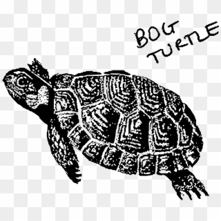 This Free Icons Png Design Of Bog Turtle, Transparent Png