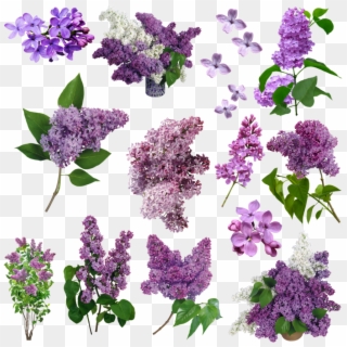 Flores For Free Download On Mbtskoudsalg - Vintage Flores Violetas Png, Transparent Png