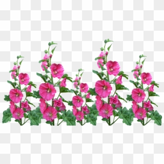 Hollyhocks, Flowers, Garden, Blooming, Cut Out, HD Png Download