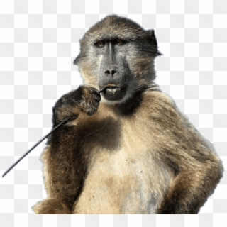 Free Png Download Baboon With Stick In His Mouth Png - Cape Town Baboon, Transparent Png