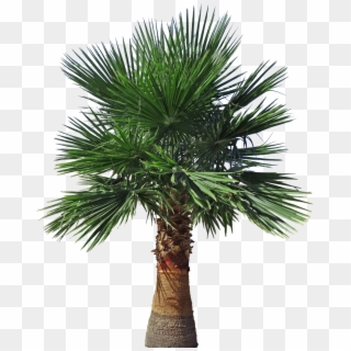 Mexican Fan Palm Tall Png - Pond Pine, Transparent Png
