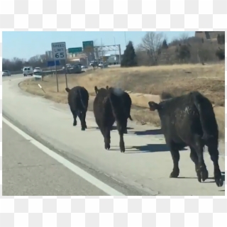 Cows On The Loose On Kansas Highway - Herd, HD Png Download