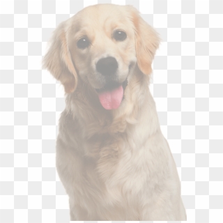 Doge - Golden Retriever, HD Png Download