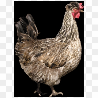 Free Chicken Png Images - صور دجاج Png, Transparent Png