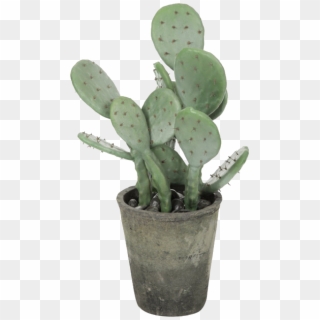 Frog On Ig - Prickly Pear Potted, HD Png Download