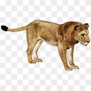 African Lion Png Hd - Zoo Tycoon 2 African Lion, Transparent Png