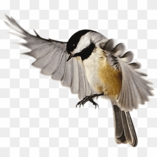 Free Png Download Birds Png Images Background Png Images - Black Capped Chickadee Png, Transparent Png