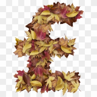 Pound Symbol With Dry Leaves - Sweet Gum, HD Png Download