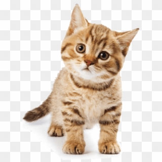 Free Png Download Cute Cat Png Images Background Png - Singular Plural Cat Cats, Transparent Png
