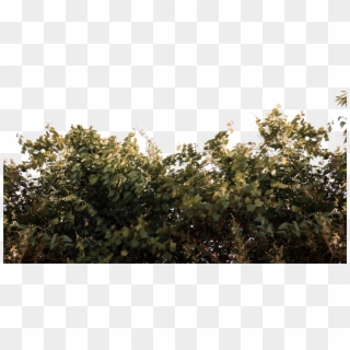 Vines Png - Foliage Png, Transparent Png