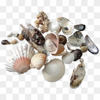 #moodboard #stickers #seashells #sea #shells #summer - Shell, HD Png Download