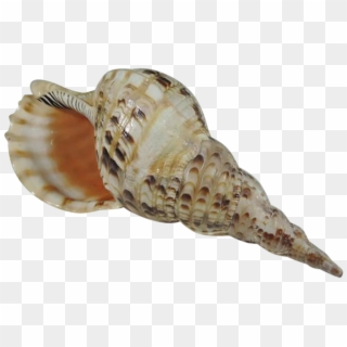 Conch Png Images Free Download - Shell With Transparent Background, Png Download