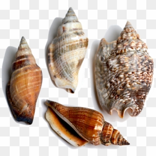 Conch This Family Of Shells Is Characterized By Having - Shell, HD Png Download