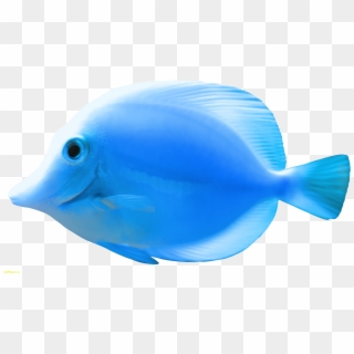 Blue Fish Png Clipart Best Web Clipart Beautiful Images - Imagenes De Peces Png, Transparent Png
