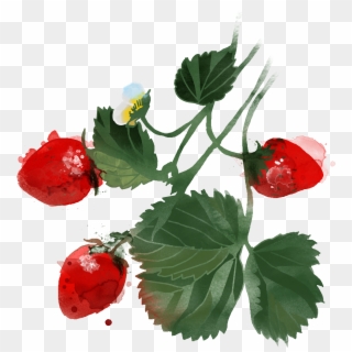 Illustration - Watercolor Berries Png, Transparent Png