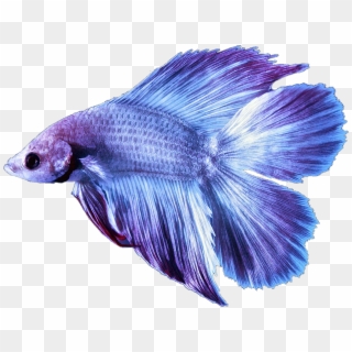 Betta Bettafish Fish Bettasplendens Purple Lilac Report - Blue Betta Fish Png, Transparent Png