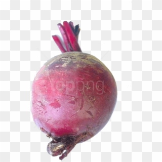 Free Png Images - Common Beet, Transparent Png