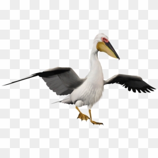 Pelican Png - Bird, Transparent Png