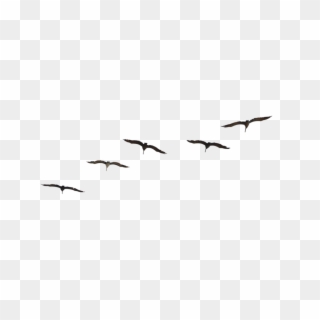 Flying Pelican Png Image - Transparent Birds Flying Png, Png Download