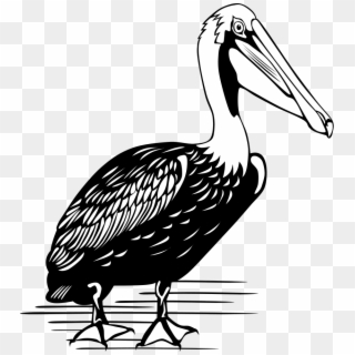 Pelican Png, Transparent Png