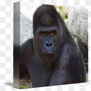 Western Gorilla Common Snout Terrestrial Animal Transprent - Monkey, HD Png Download