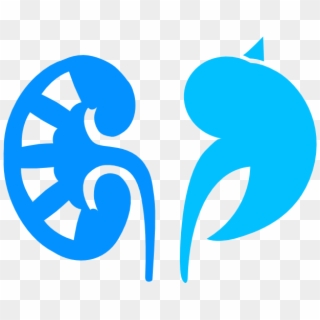 Nephrology Png Transparent Nephrology - Nefropatia Png, Png Download