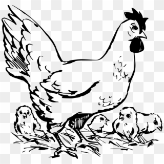 Hen Chicken Image Hd Image Clipart - Chicken And Chicks Black And White, HD Png Download