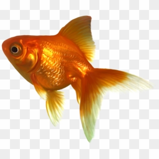 Goldfish Png - Transparent Goldfish, Png Download