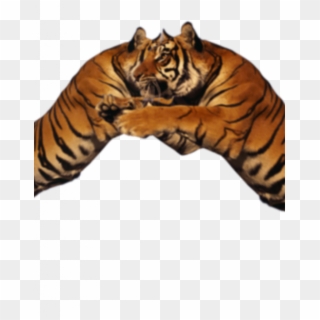 Lion Duo Png Visual Tiger Face Mask Editing - Tiger, Transparent Png