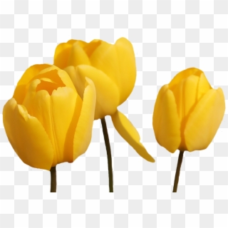 Image - Yellow Tulip Flower Png, Transparent Png