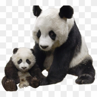 Download Panda Png Transparent Images Transparent Backgrounds - Giant Panda Png, Png Download
