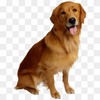Golden Retriever Puppies - Dog Png, Transparent Png