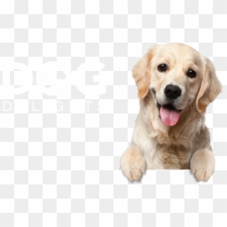 Dog Delights Background - Register Your Pet, HD Png Download