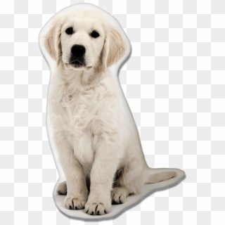 Golden Retriever Dog Pillow - Golden Retriever Wallpaper Iphone X, HD Png Download