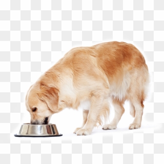 Golden Retrievers Have A Big Appetite - Dog, HD Png Download