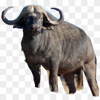 Africa Cape Buffalo, HD Png Download