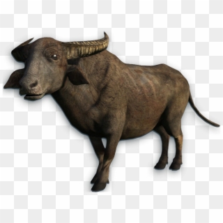 Water Buffalo Png Transparent Picture - Buffalo Transparent Png, Png Download