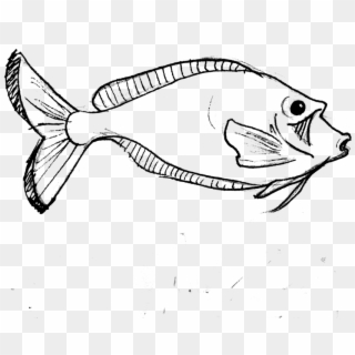 Free Png Parrot Fish Line Art Png Image With Transparent - Drawing, Png Download