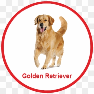 Royal Canin Malaysia - Malaysia Puppy Golden Retriever, HD Png Download