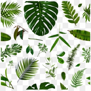 What Steepers Say About Our Tea - Fern, HD Png Download